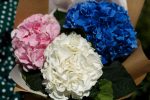 Букет из 3 гортензий микс — изображение 4