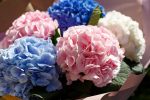Букет из 5 гортензий микс — изображение 4