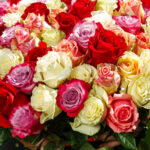 Букет из 101 розы микс (Эквадор, 50 см) — изображение 3