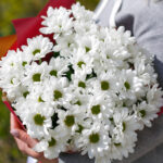 Хризантема кустовая как ромашка