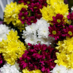 Букет из 15 кустовых хризантем яркий микс — изображение 4