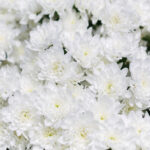 Букет из 51 белой кустовой хризантемы — изображение 6