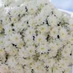 Букет из 25 белых кустовых хризантем — изображение 4