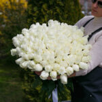 Белая роза сорта Прауд