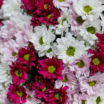 Букет из 25 кустовых хризантем нежный микс — изображение 5