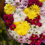 Букет из 25 кустовых хризантем яркий микс — изображение 3