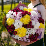 Букет из 25 кустовых хризантем яркий микс