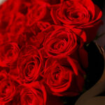 Красная роза сорта Фридом