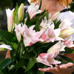 Букет из 5 розовых лилий — изображение 4