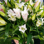 Букет из 9 лилий микс — изображение 4