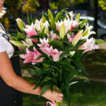 Розовая лилия фото