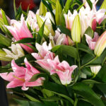 Букет из 7 лилий микс — изображение 4