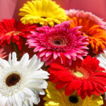 Букет из 11 гербер микс — изображение 6