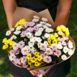 Маленькие кустовые хризантемы