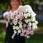 Нежный букет из сантини