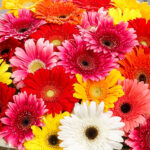 Букет из 25 гербер микс — изображение 3