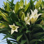 Букет из 9 белых лилий — изображение 3