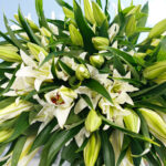 Букет из 9 белых лилий — изображение 5