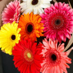 Фото гербер Голландия