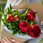 пионы красные Голландия