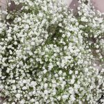 букет из белой гипсофиулы