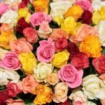 Букет из 101 розы микс (Кения , 50 см) — изображение 4