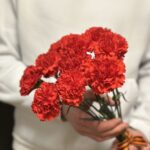 красная гвоздика 10 штук