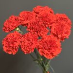 Гвоздика красная, 10 штук — изображение 5
