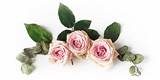 flowers-discount-text-element flowers-discount-text-element